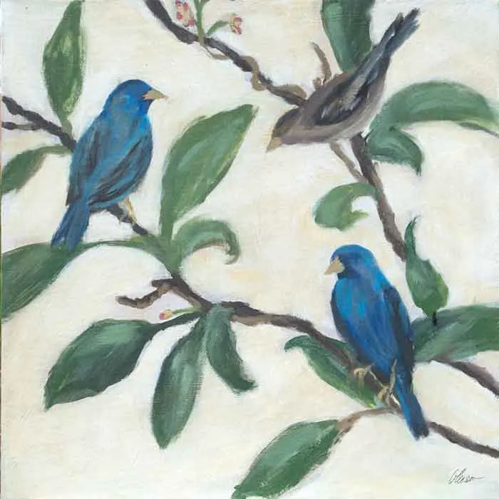 Audubon's Indigo-Virgo